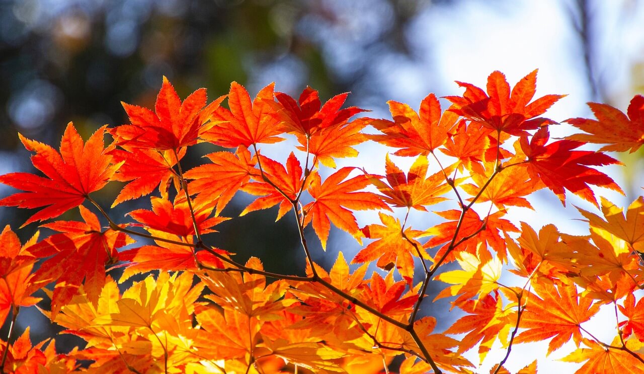 화담숲 주말 예약 성공 노하우