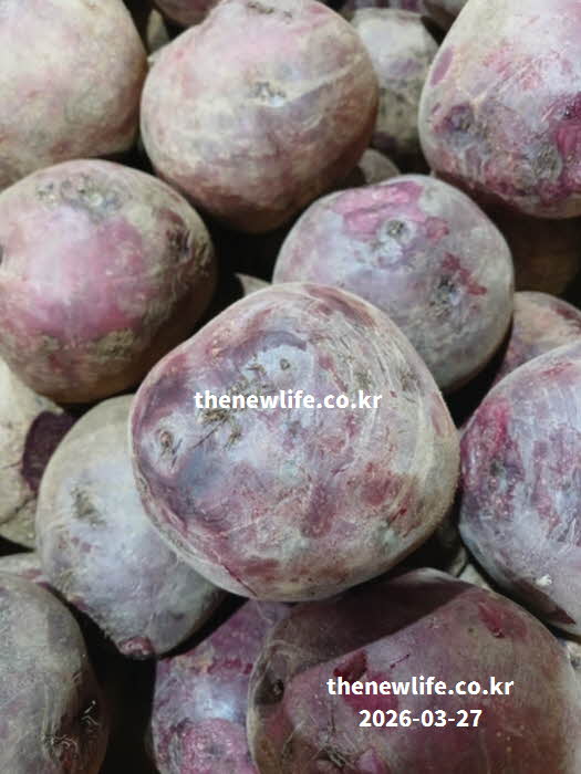 비트 효능 노화 방지 베타시아닌