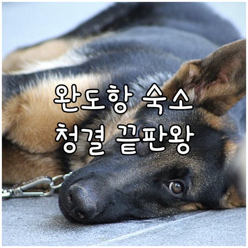 완도항 근처 깨끗한 숙소 5곳 위치 ..