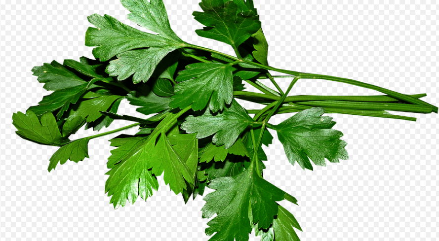 파슬리 효능 - 6