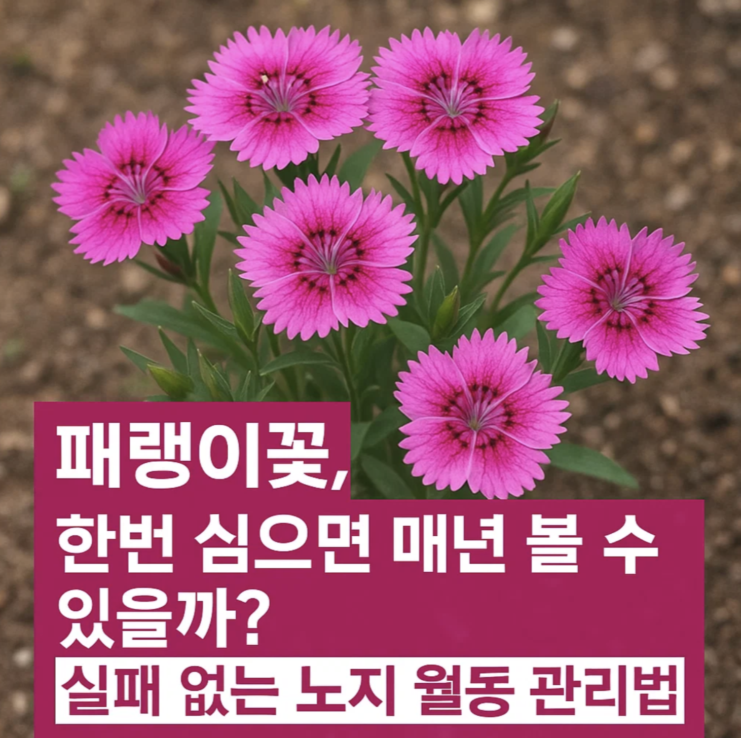패랭이꽃, 한번 심으면 매년 볼 수 있을까? 실패 없는 노지 월동 관리법