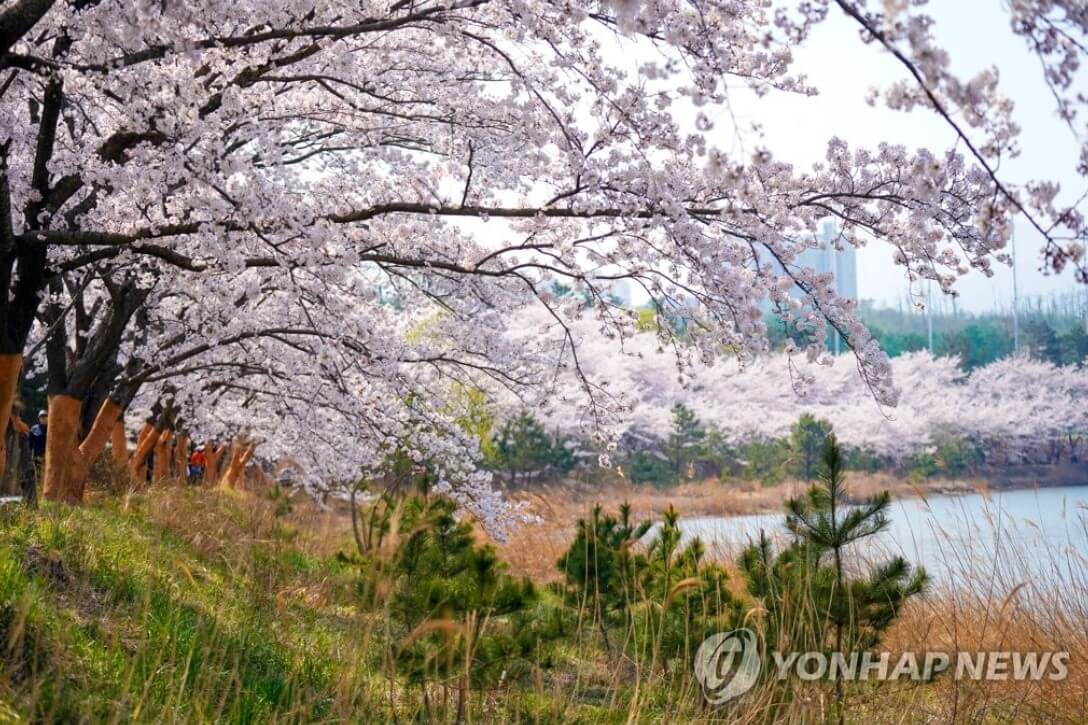 영랑호 벚꽃길