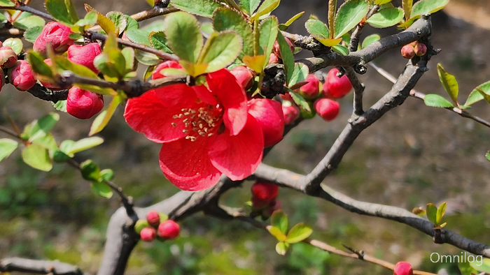 명자나무 꽃 ,산당화
