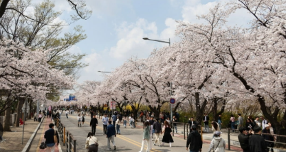 벚꽃축제 일정