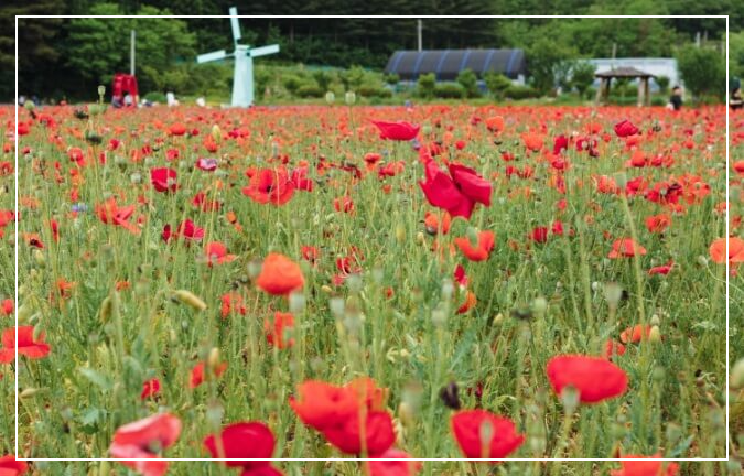 광양 가볼만한곳 베스트10 서천변 양귀비꽃밭
