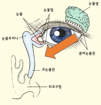 눈물샘 뚫는 수술 간단한가요에 대한 수술정보_6