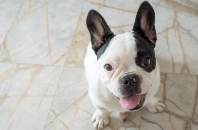 개의 윗눈 씀씀이로 치유되는 이유.