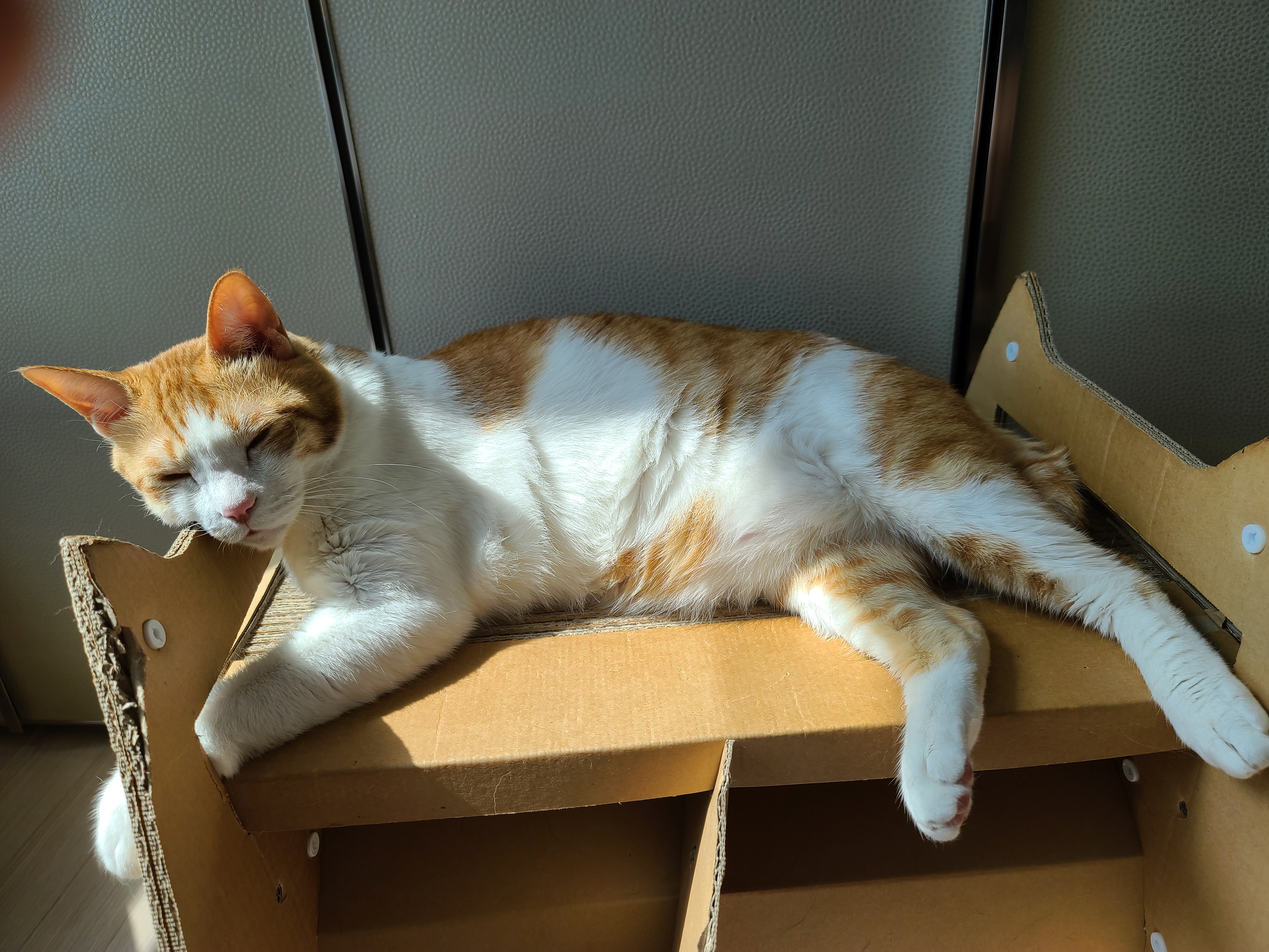 꼭 맞는 스크래쳐를 베고 자는 막둥이 삐용