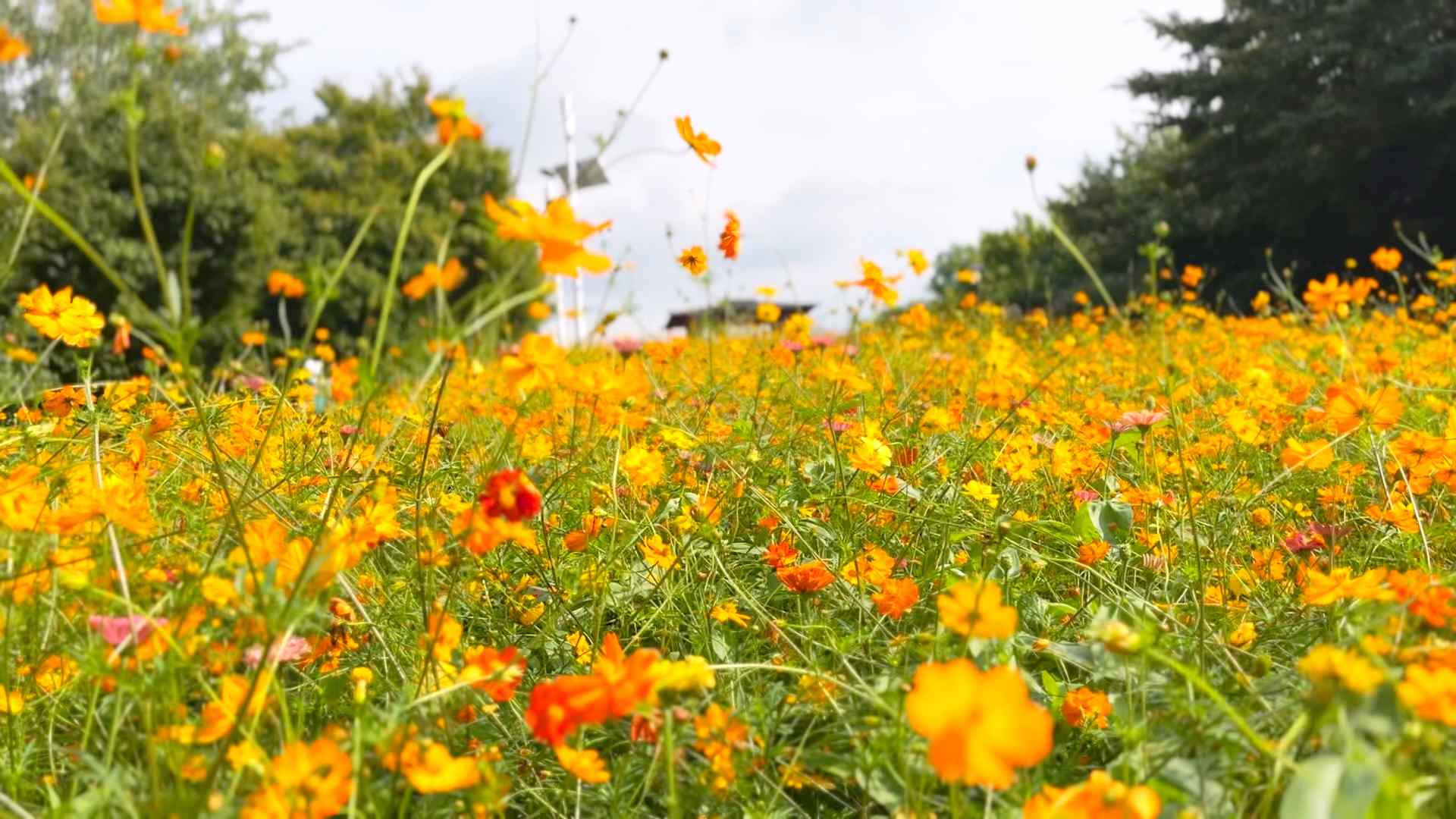 올림픽공원 황화코스모스