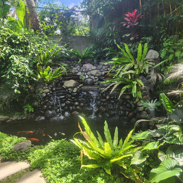빌라 객실로 가는 길. 풀과 작은 연못이 있다. 연못에는 물고기가 놀고 있다.