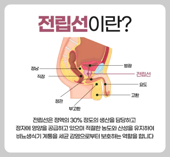 전립선