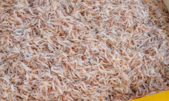 소래포구 생새우