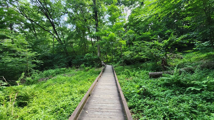 숲생태관찰로-데크