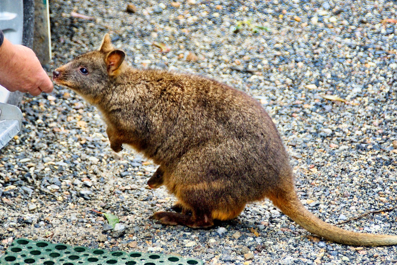 사람 손으로 주는 먹이를 먹기 위해 다가가는 왈라비