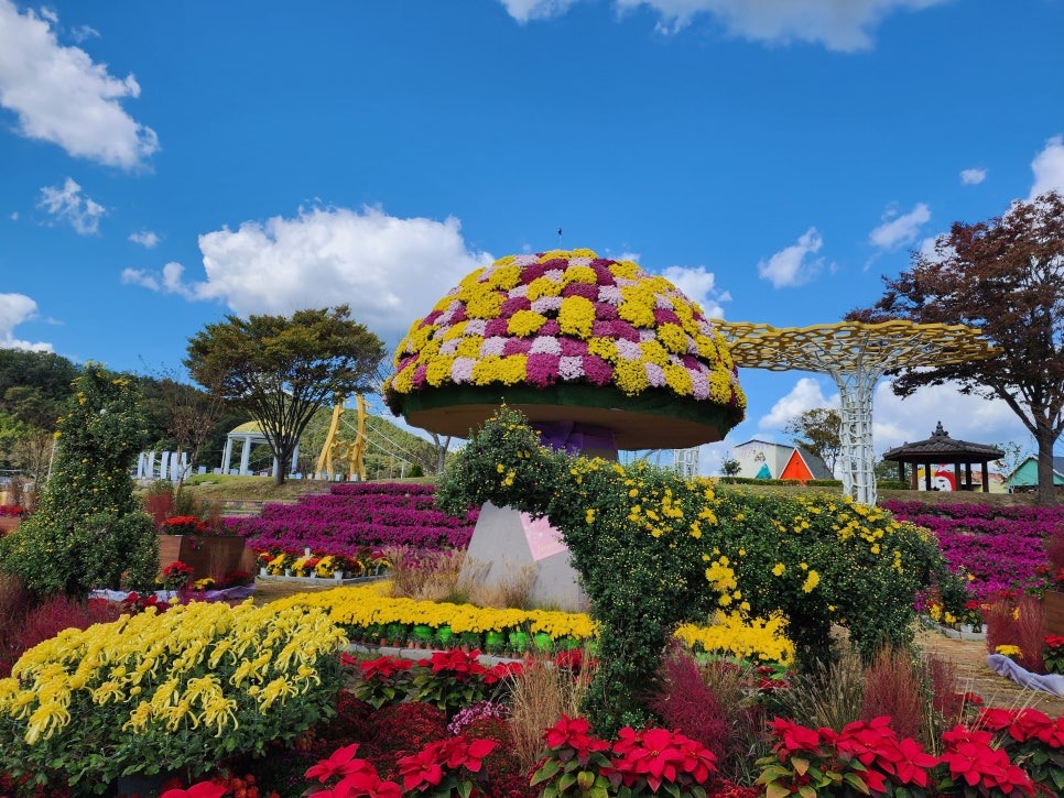 장성 황룡강 가을꽃축제 2025&amp;#44; 가수&amp;#44; 기본정보&amp;#44; 리뷰&amp;#44; 라인업&amp;#44; 개막식&amp;#44; 초대가수&amp;#44; 주차&amp;#44; 후기