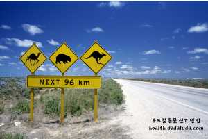 고양이 로드킬 신고 동물 사체 처리 보상