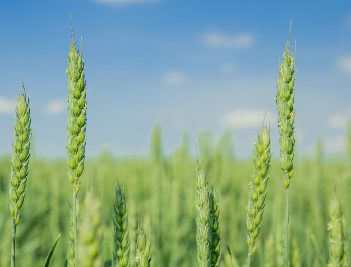 푸른-하늘-아래-밀-밭