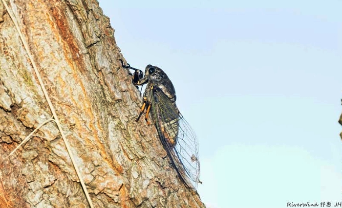 말매미, Korean Blackish Cicada
