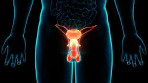 전립선염의 치료 및 예방법