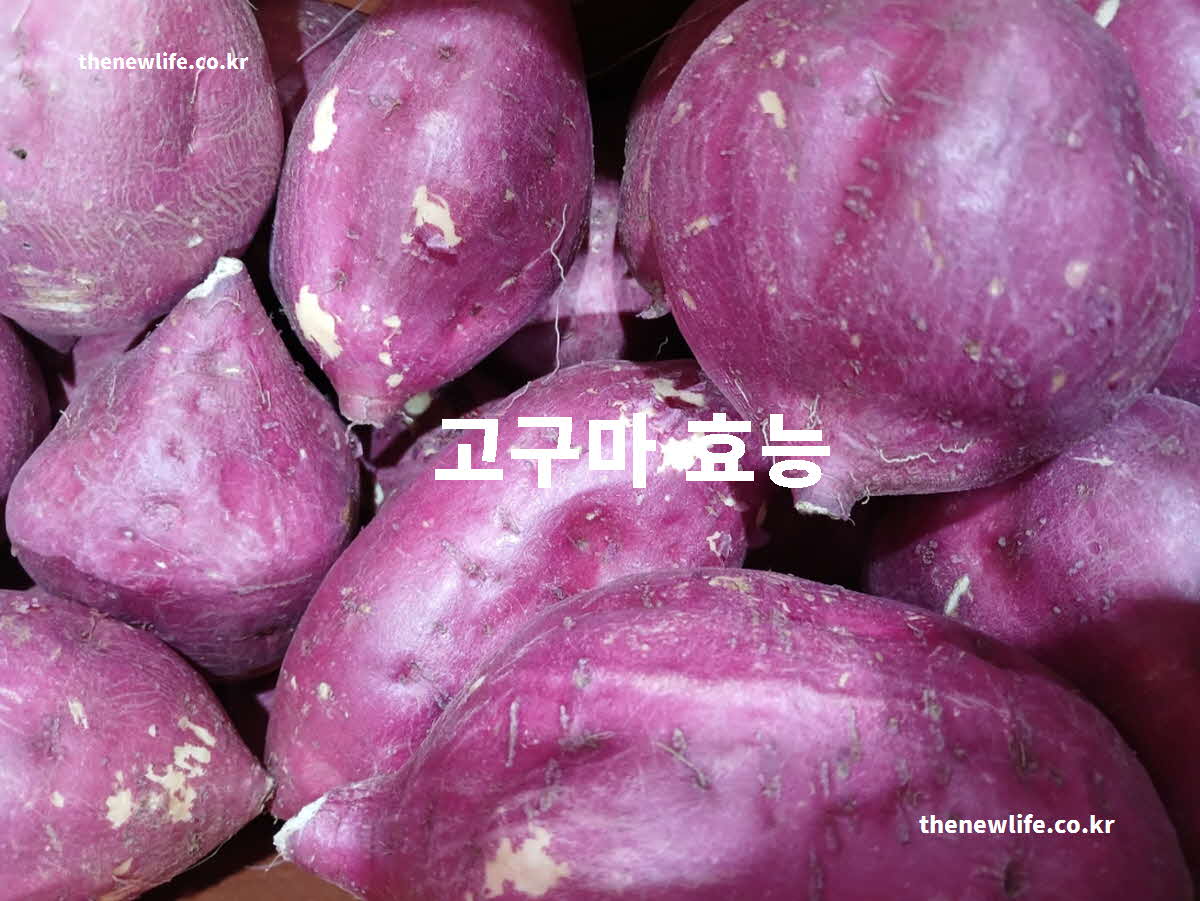 고구마 효능 대표 실사진