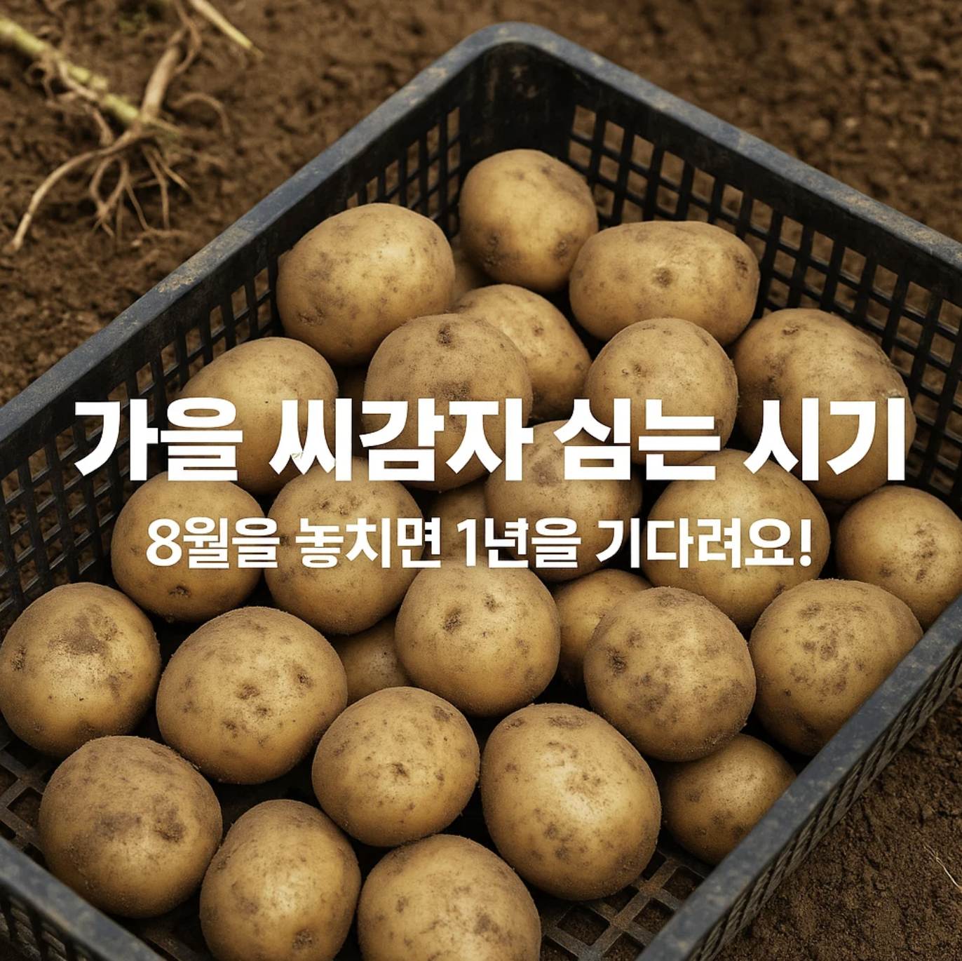 가을 씨감자 심는 시기, 8월을 놓치면 1년을 기다려요!