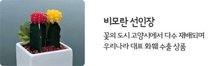 비모란 선인장
