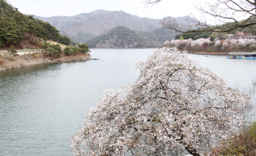 전남벚꽃 명소