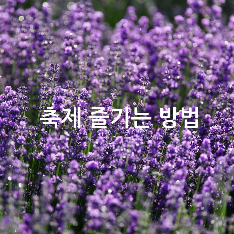 고창 청농원 라벤더 축제 2025