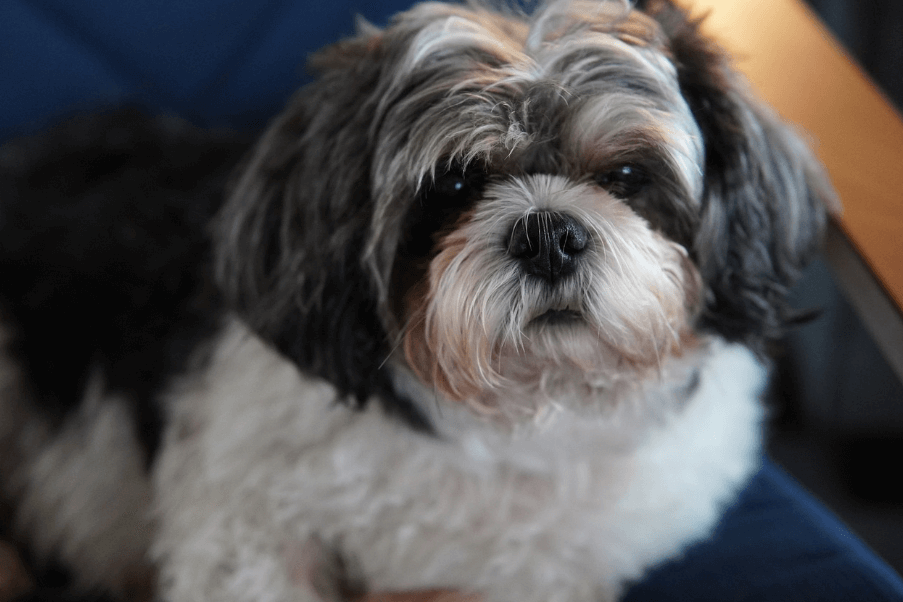 애완용 강아지 종류 및 특징 정리 - 소형 강아지 종류