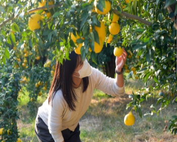 고흥 유자 축제_9