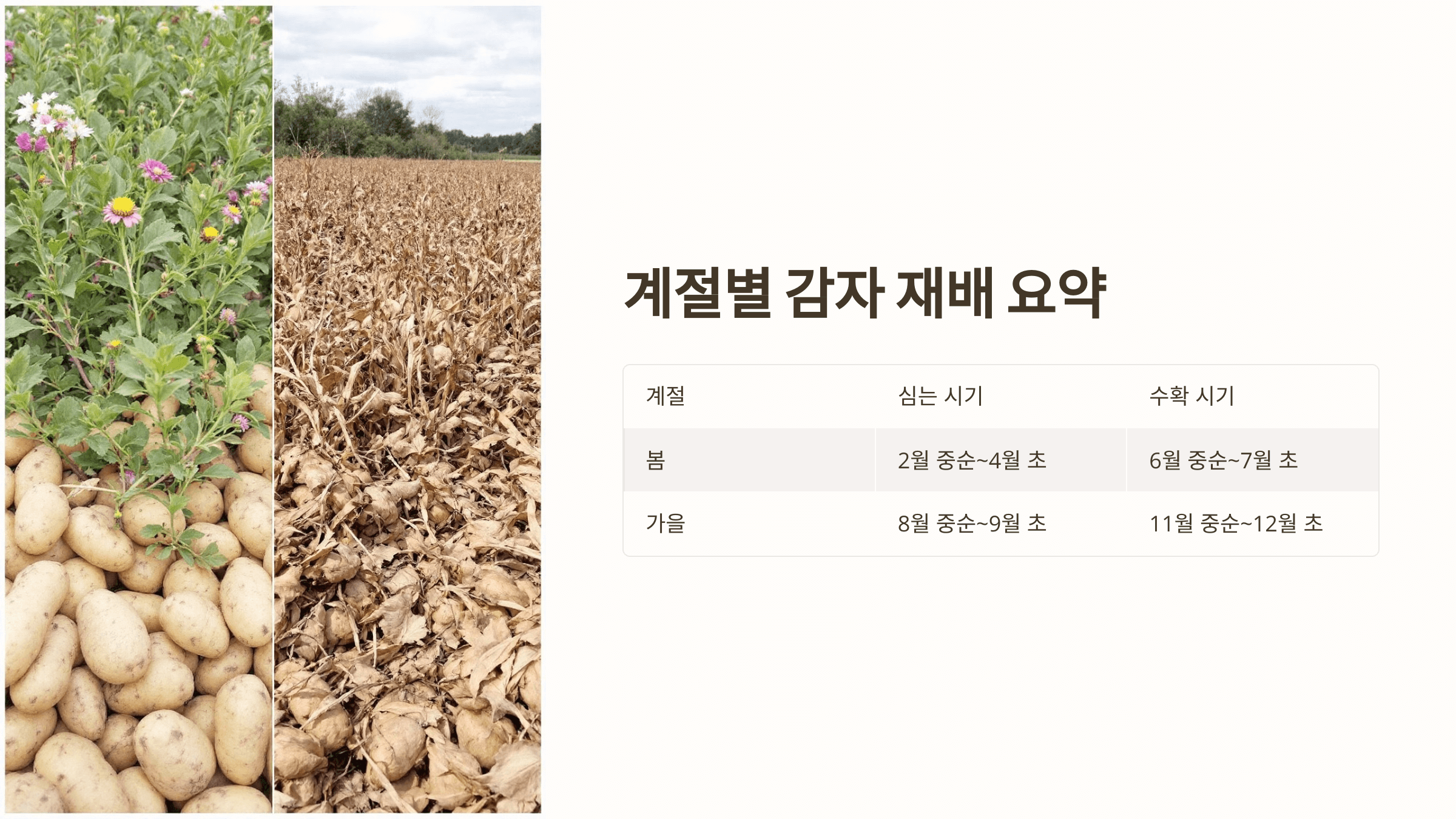 감자 사진입니다.