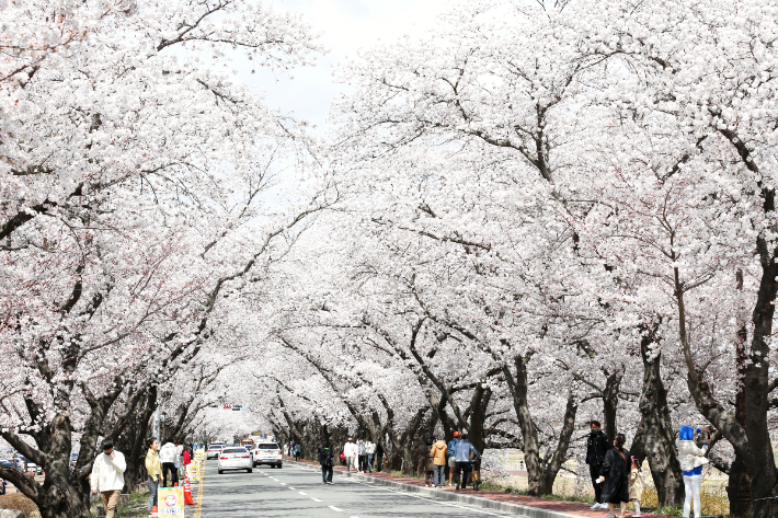 경주 벚꽃축제 벚꽃명소 벚꽃마라톤 대회