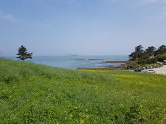 부안 수성당 유채꽃 히든스팟 개화시기_12