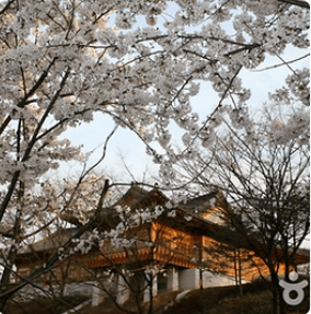 전국 지역별 벚꽃 명소 (2024년)