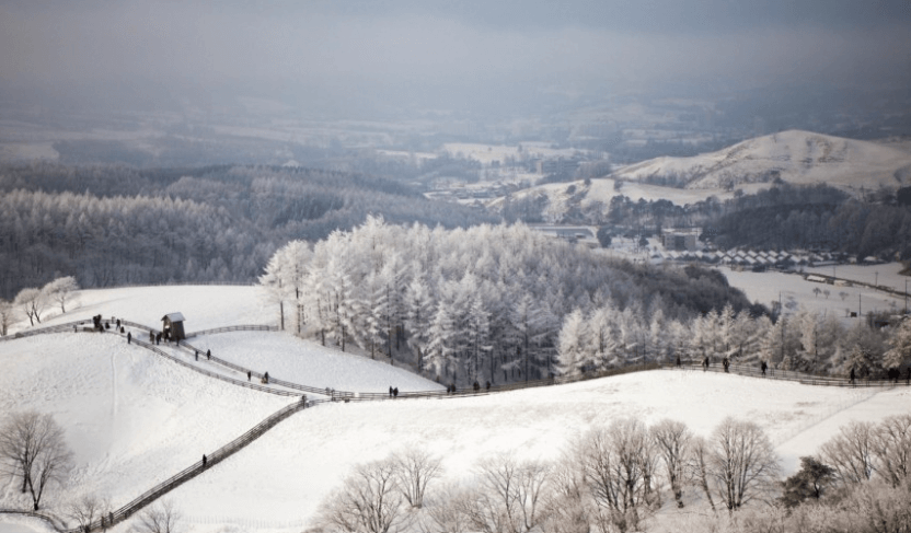 양 떼목장에서 하얗게 쌓인 눈밭에서 주위 풍경을 배경