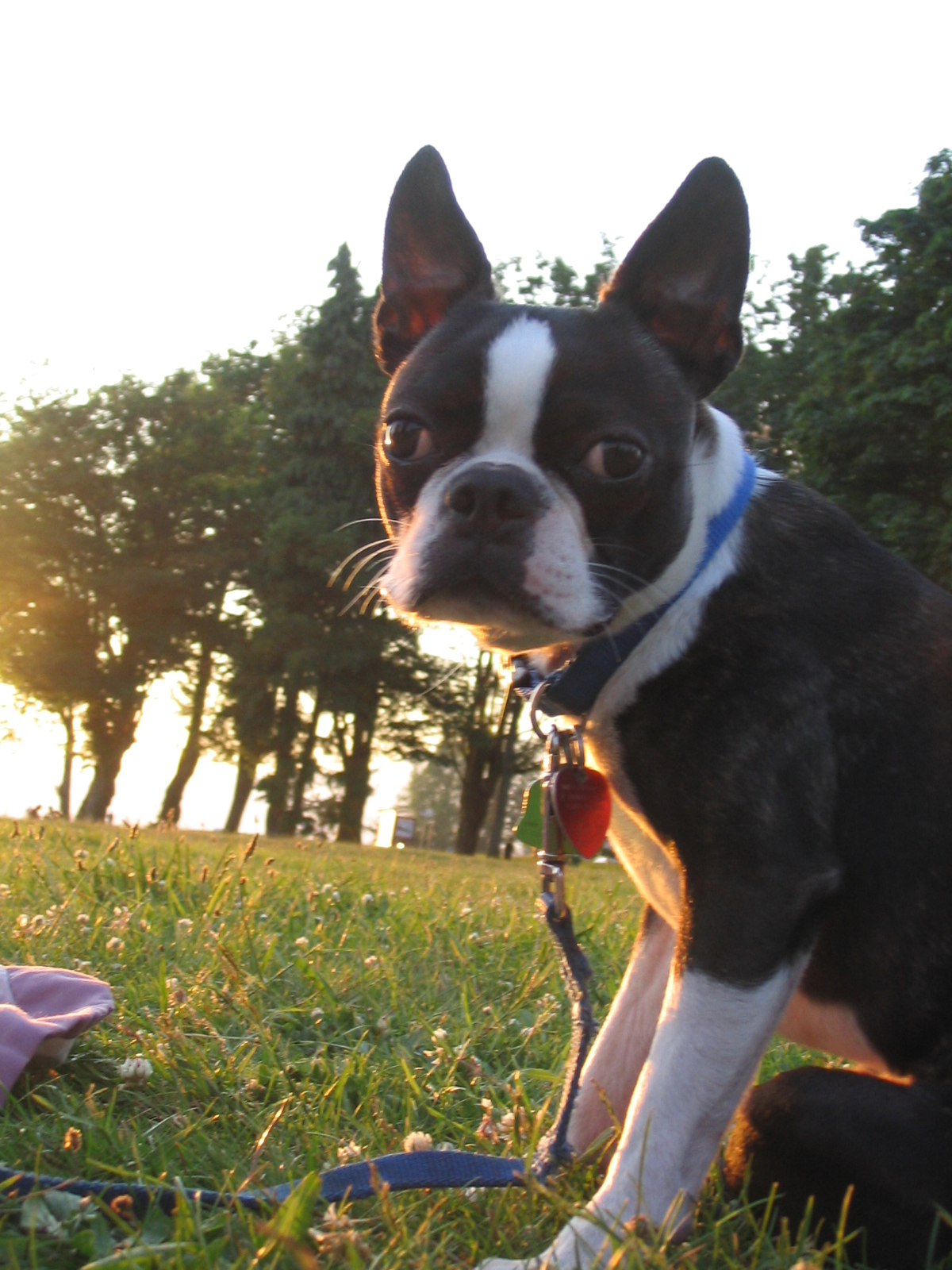 강아지 자외선 차단 관련 사진