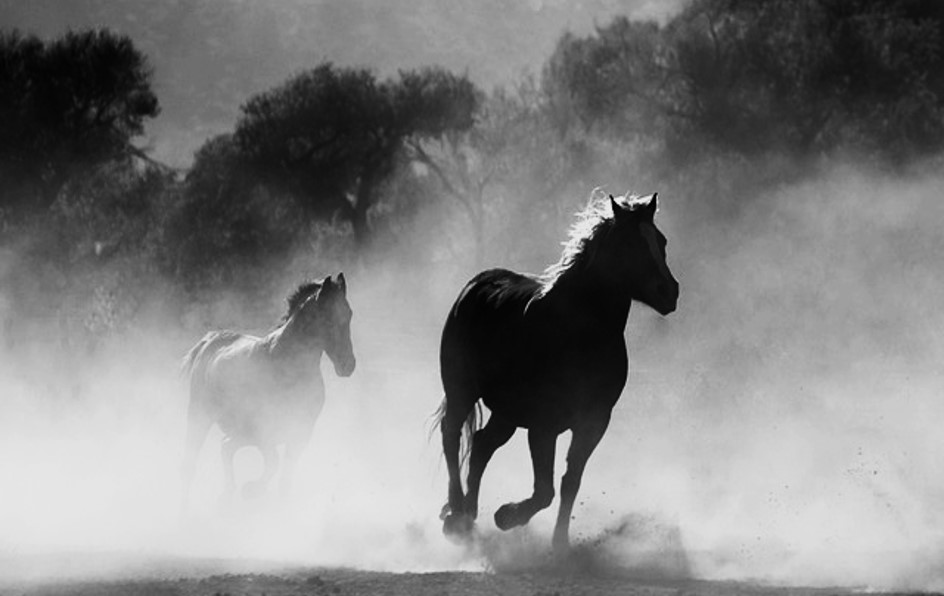 말띠 운세, 말띠 2025년 운세, 2025년 말띠 운세, 말띠 운세 2025년, 말띠