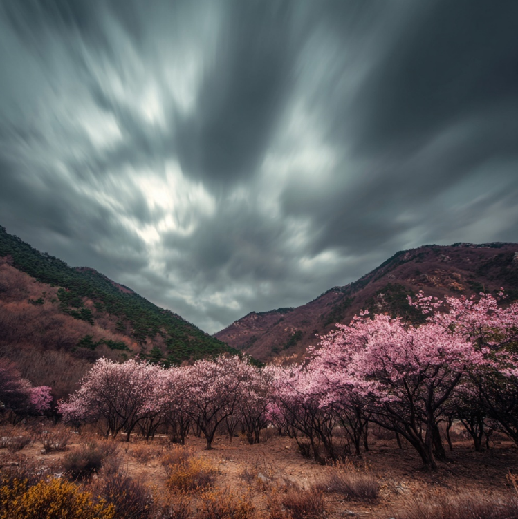 꽃샘추위로 날리는 벗꽃