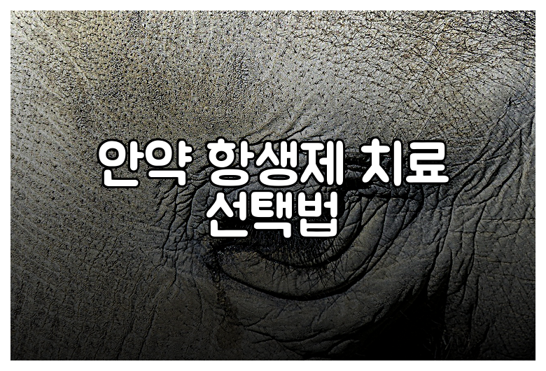 안약 항생제 치료 선택법