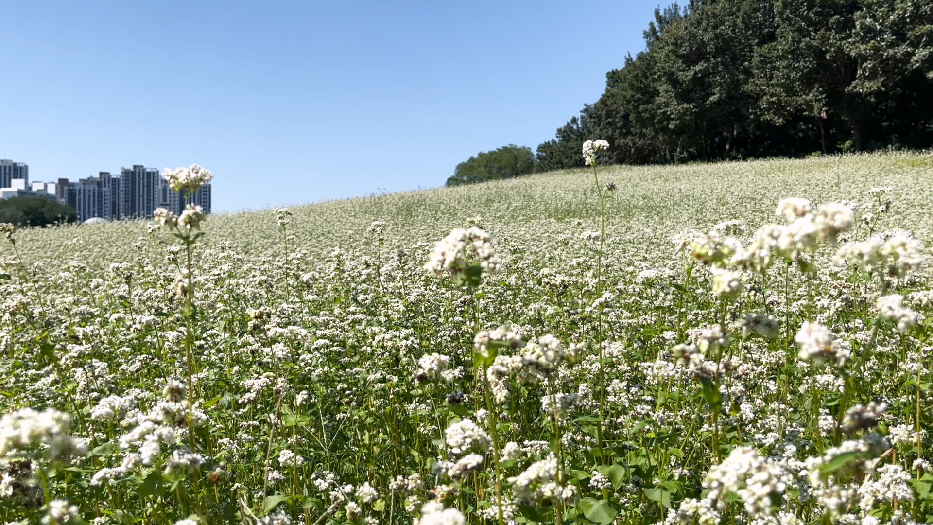 인천 선학동 메밀꽃