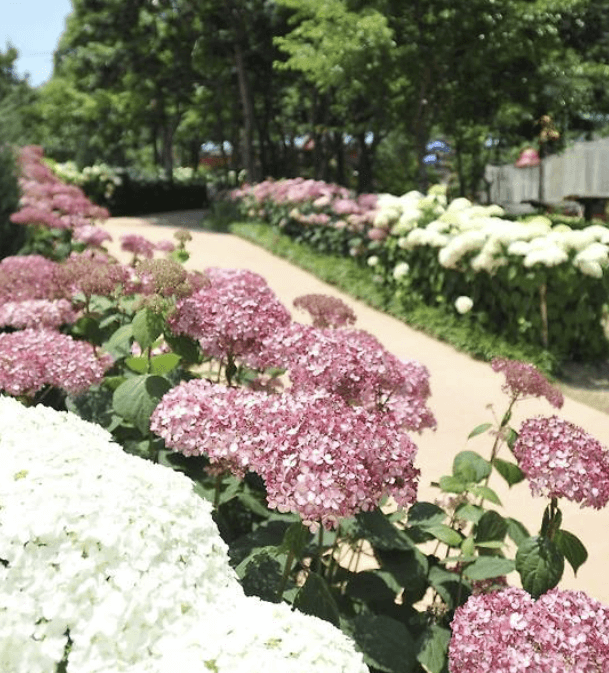 진주 월아산 수국축제