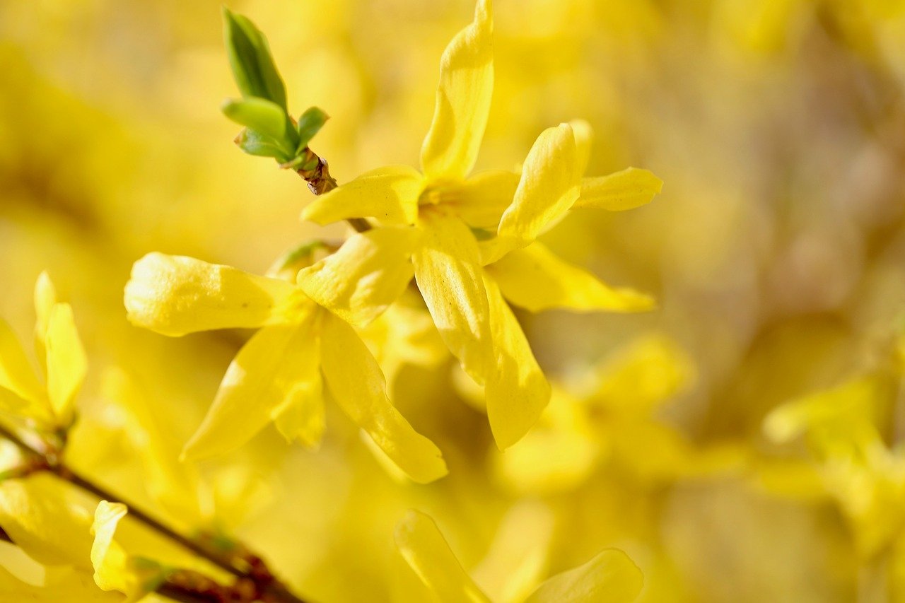 응봉산 개나리 서울 도심에 봄의 향연 여행기