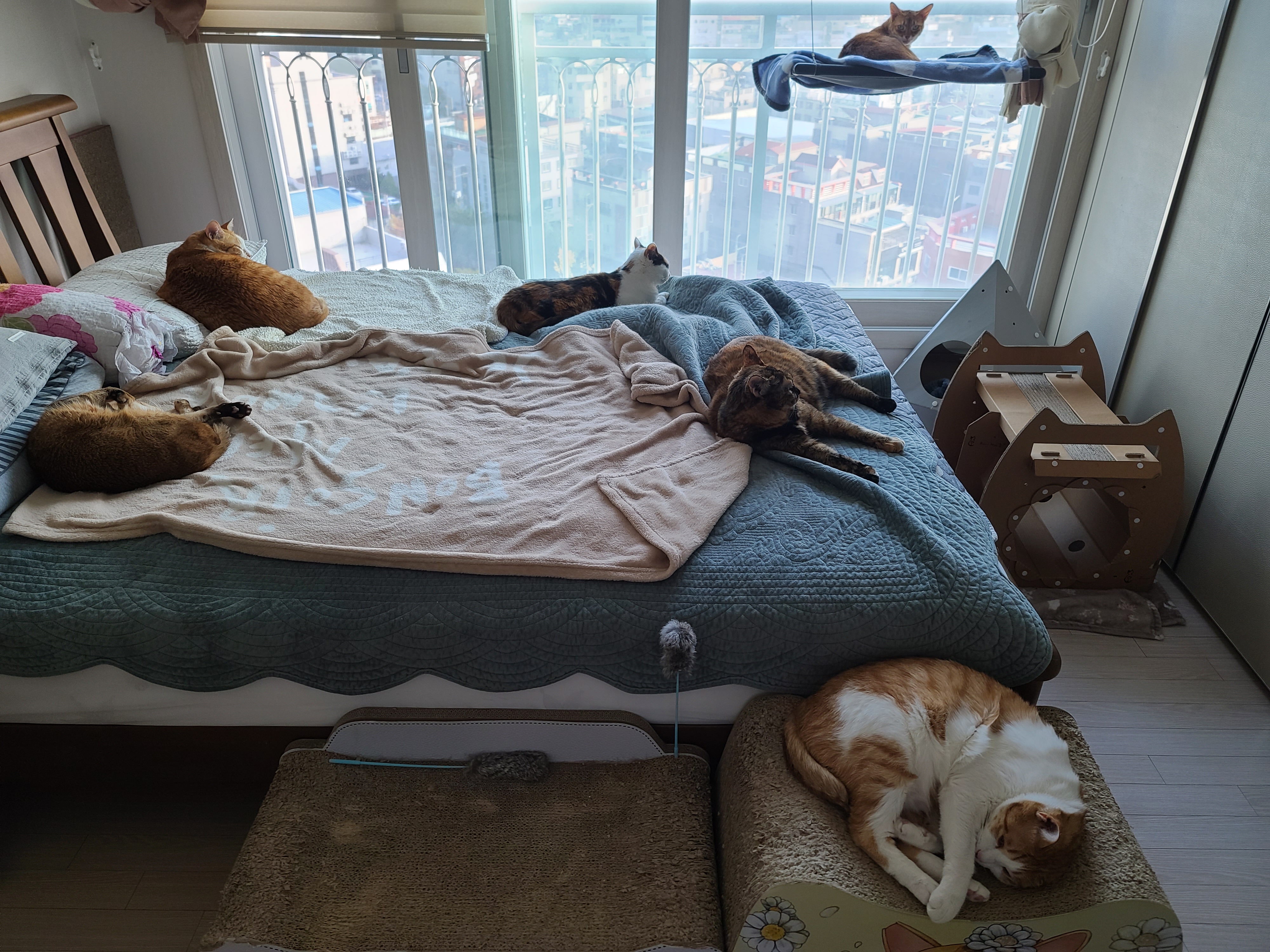 고양이들이 이러면 전기장판을 켜드려야겠죠?