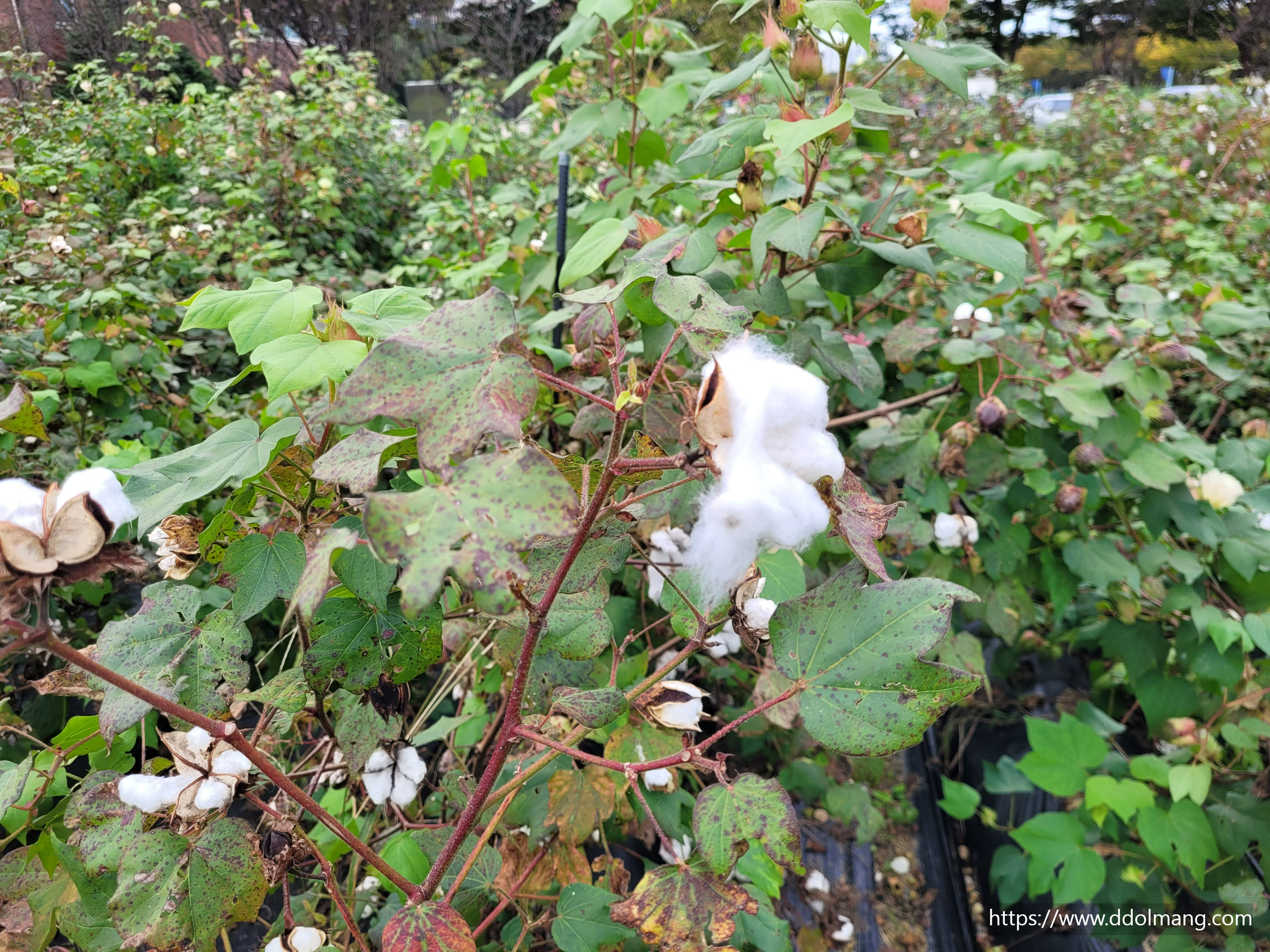 솜이 몽실몽실 달려있는 목화