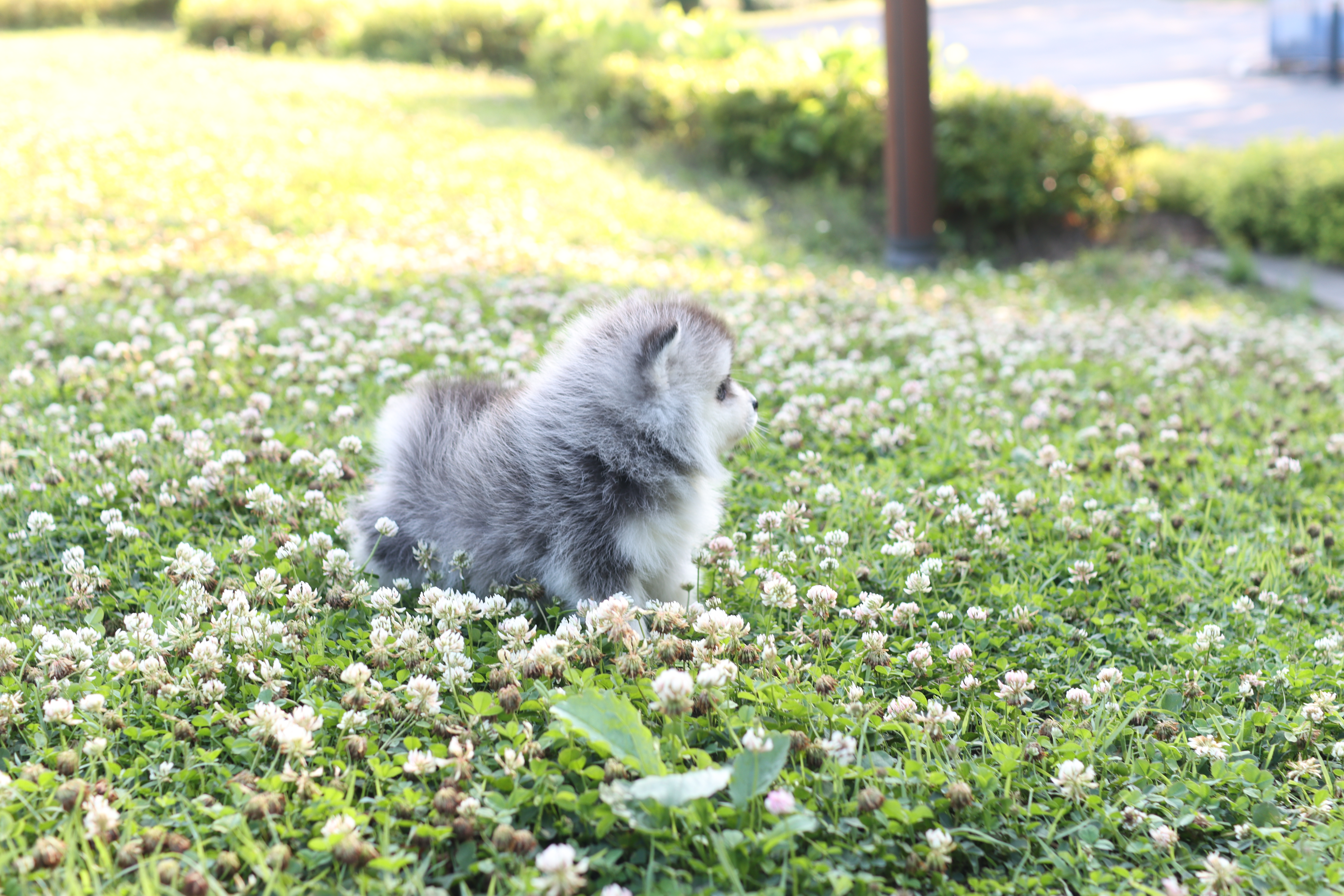 미니허스키분양