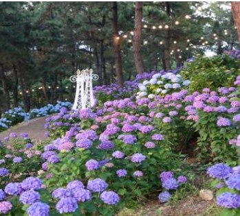 울산 장생포 수국축제
