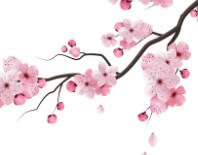 대구-벚꽃-개화시기-6