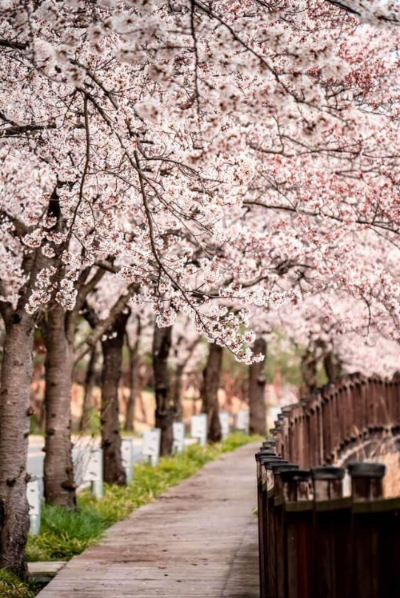 영광불갑사 벚꽃길