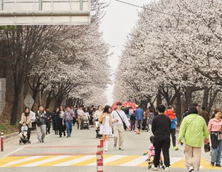 여주 벚꽃