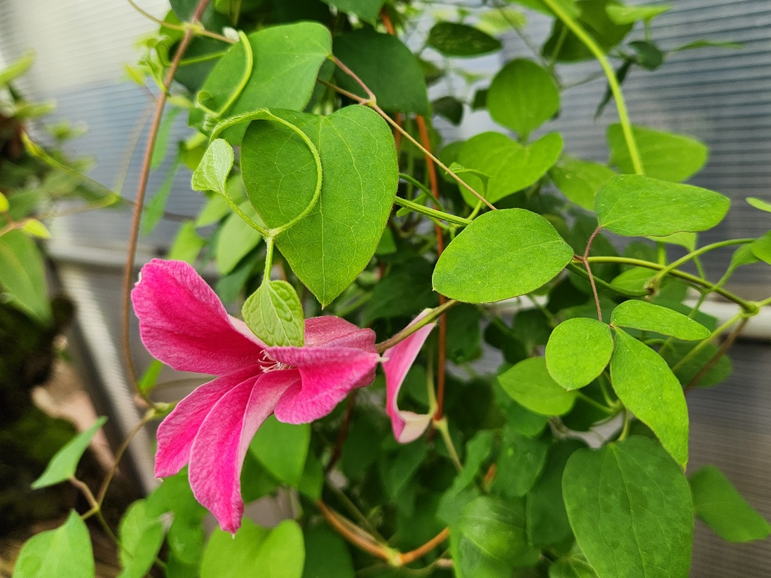 붉은으아리